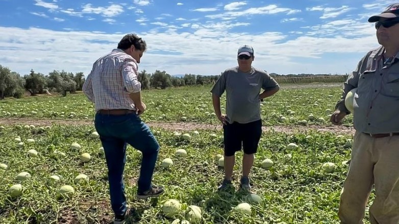 Producción realizó un relevamiento sobre los daños por Peronóspera y granizo