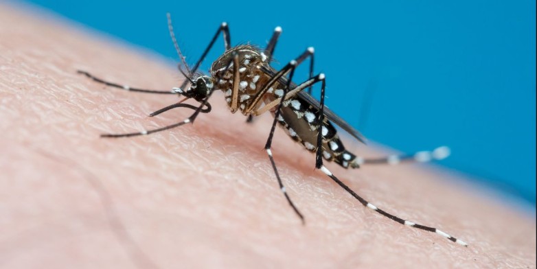¿Qué es el dengue y como se transmite?